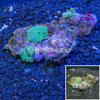 Rhodactis Mushrooms Indonesia (click for more detail)
