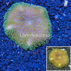 Toadstool Mushroom Leather Coral Vietnam (click for more detail)