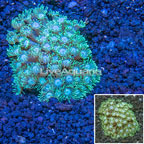 Goniopora Coral Australira (click for more detail)