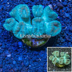 Caulastrea Coral Australia (click for more detail)
