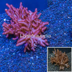 Blushing Leather Coral Vietnam (click for more detail)