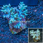 Sinularia Leather Coral Indonesia (click for more detail)