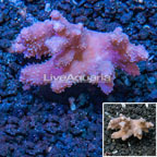Devil's Hand Leather Coral Indonesia (click for more detail)
