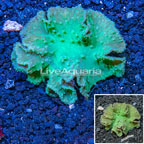 Green Cabbage Leather Coral Vietnam (click for more detail)