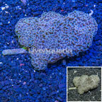 Hammer Coral Australia (click for more detail)