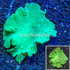 Green Cabbage Leather Coral Vietnam (click for more detail)