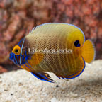 Blue Face Angelfish Sub-Adult (click for more detail)