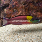Paddlefin Wrasse (click for more detail)