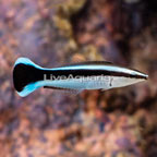 Bluestreak Cleaner Wrasse  (click for more detail)