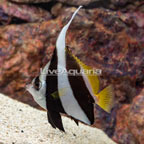 Heniochus Black and White Butterflyfish (click for more detail)
