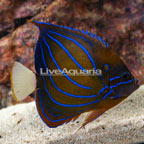 Annularis Angelfish, Adult [Blemish] (click for more detail)