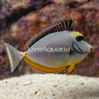 Naso Tang (click for more detail)