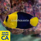 Bicolor Angelfish  (click for more detail)