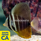 Desjardini Sailfin Tang [Blemish] (click for more detail)