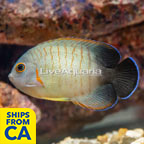 Red Stripe Eibli Angelfish (click for more detail)