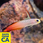 Firefish Goby (click for more detail)