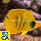 Golden Semilarvatus Butterflyfish (click for more detail)