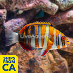 Harlequin Tusk (click for more detail)