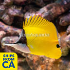 Yellow Longnose Butterflyfish (click for more detail)
