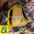 Marcella Butterflyfish (click for more detail)