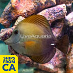 Scopas Tang  (click for more detail)