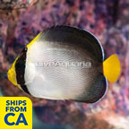 Singapore Angelfish  (click for more detail)