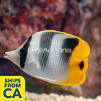 Double Saddleback Butterflyfish (click for more detail)