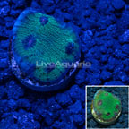 LiveAquaria® Hieroglyph Chalice Coral (click for more detail)