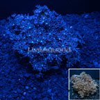 Jasmine Polyp Rock Indonesia (click for more detail)