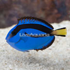 Indonesia Blue Tang (click for more detail)