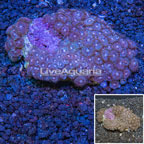 Zoanthus Coral Indonesia (click for more detail)