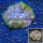 Toadstool Mushroom Leather Coral Vietnam (click for more detail)