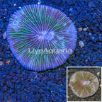 Short Tentacle Plate Coral Australia (click for more detail)