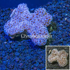 Hammer Coral Australia (click for more detail)