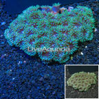 Duncan Coral Australia (click for more detail)