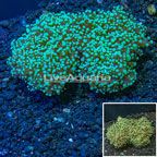 Frogspawn Coral Indonesia (click for more detail)