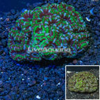 Acan Lord Coral Australia (click for more detail)
