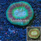 Scolymia Coral Australia (click for more detail)