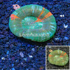 Scolymia Coral Australia (click for more detail)
