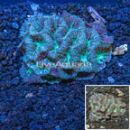 Blastomussa Wellsi Coral Australia (click for more detail)