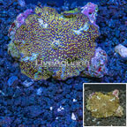Actinodiscus Mushroom Australia (click for more detail)