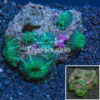 Actinodiscus Mushrooms Indonesia (click for more detail)