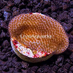 USA Cultured Dark Matter Sand Dollar Montipora Coral (click for more detail)