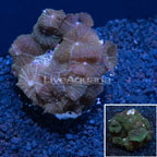 Rhodactis Mushroom Coral Indonesia (click for more detail)