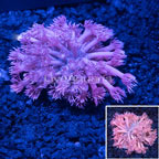 Flowerpot Goniopora Coral Indonesia (click for more detail)
