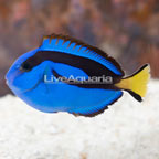 Tank Raised Blue Tang [Blemish] (click for more detail)