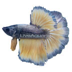 Copper and Yellow Halfmoon Betta, Male (click for more detail)