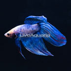 Blue Marble Veil Tail Betta, Male (click for more detail)