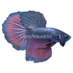 Cooper/Red Halfmoon Betta, Male (click for more detail)