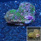 Zoanthus Coral Tonga (click for more detail)